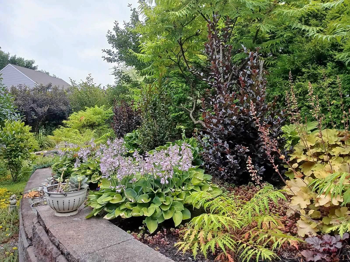 raised garden bed with various perennials and shrubs