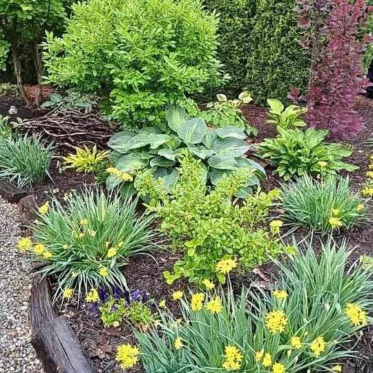 small yellow flowers amongst green foliage plants