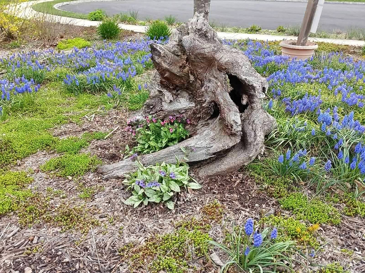 front lawn filled with blue flowers