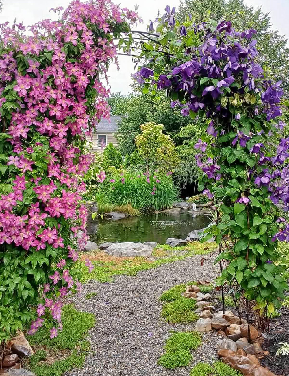 trellis covered in pink and purple clematis
