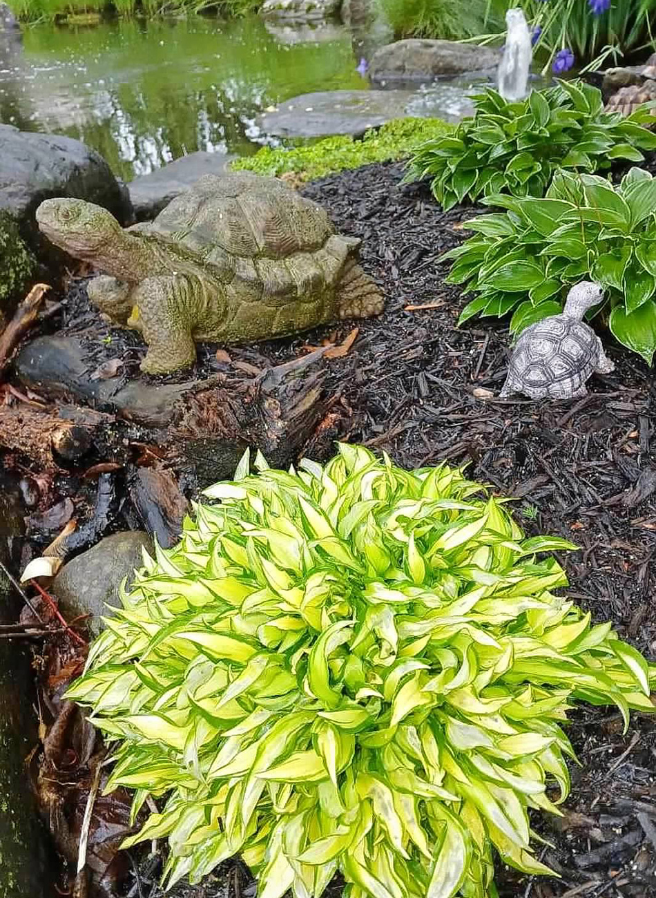 garden bed with miniature hostas and turtle statues