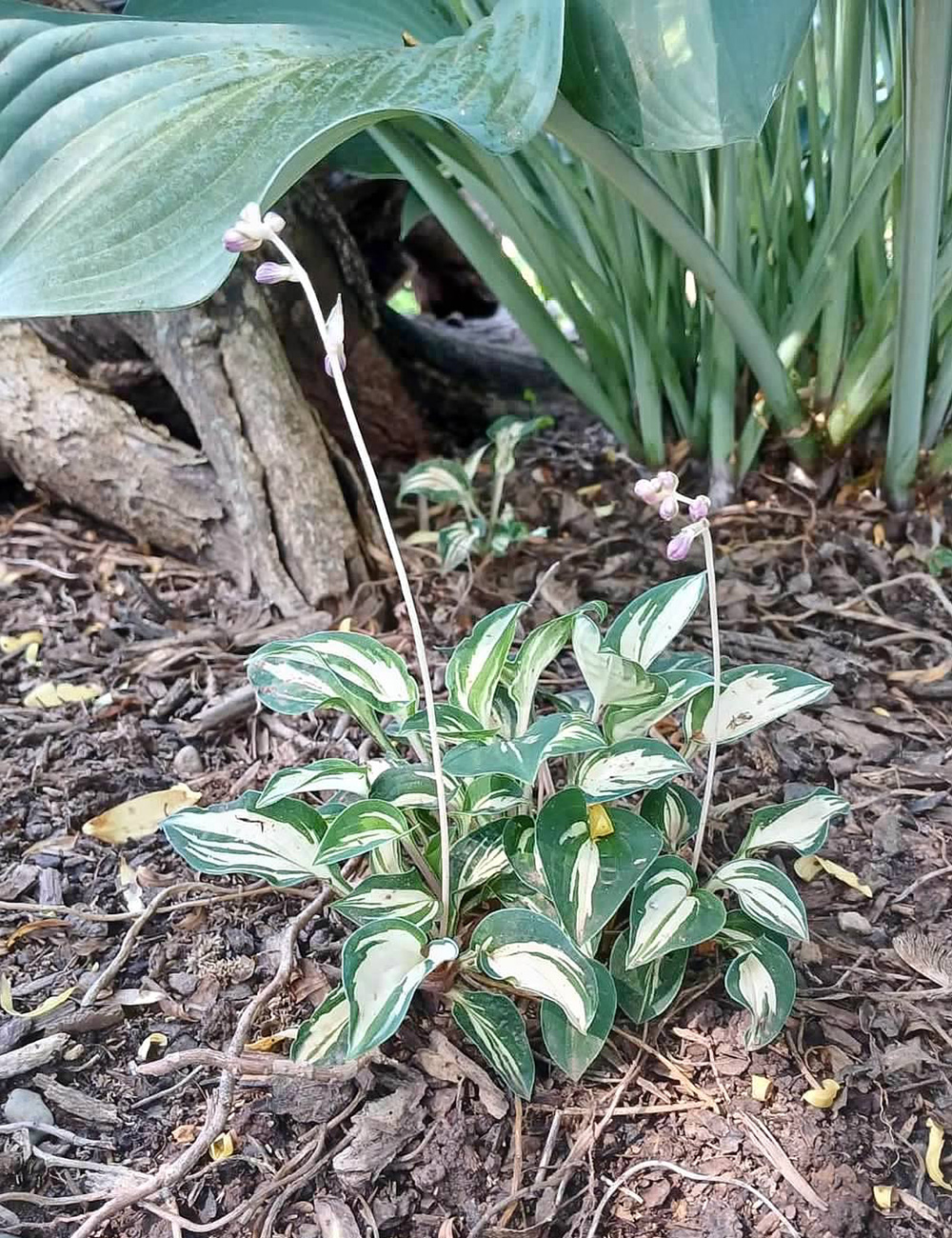 variegated miniature hosta in bloom