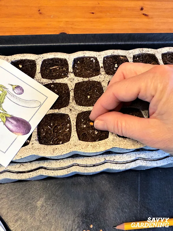 planting eggplant seeds