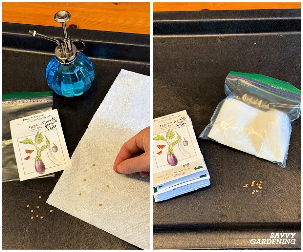 growing eggplants from seed