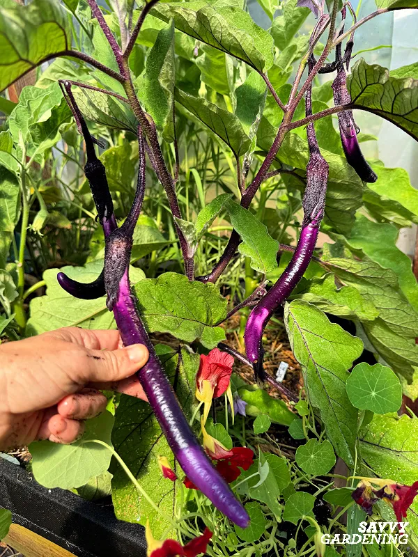 growing eggplant from seed