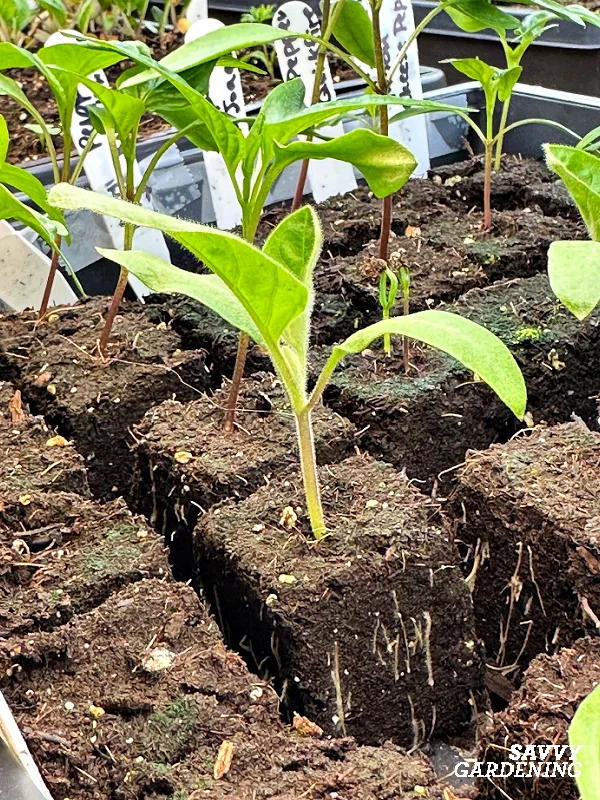 growing eggplants from seed in soil cubes