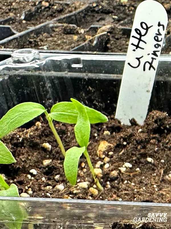 eggplant seedlings