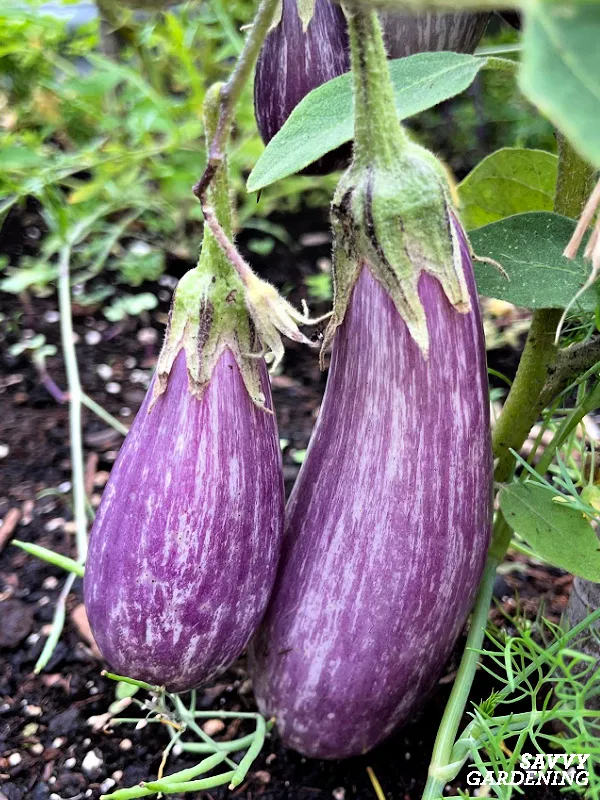 fairy tale eggplant