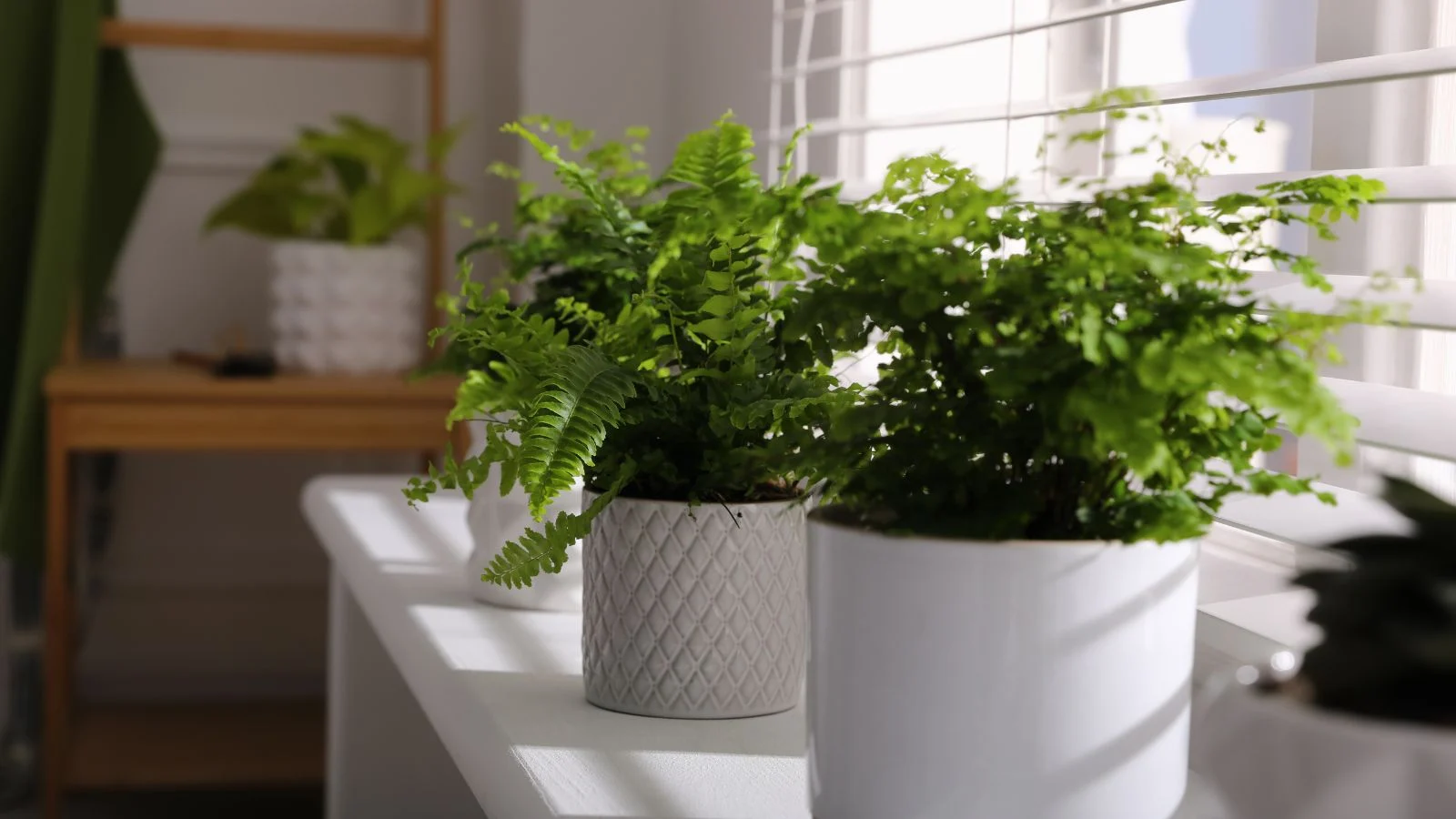 a close-up shot of a small composition of potted houseplants, all basking in ample, bright, indirect sunlight indoors
