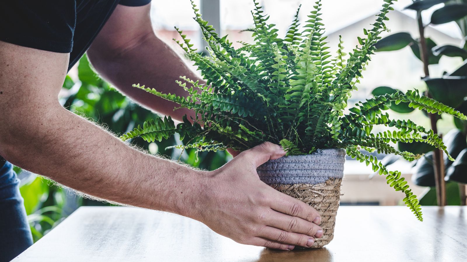 a close-up shot of a person in the process of moving a potted houseplant, placing it into a heated room with ample indirect lighting
