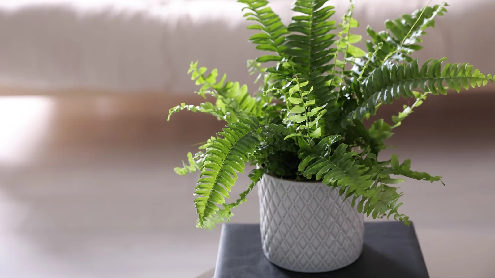 a close-up shot of a potted houseplant placed on a table in a well lit living room area indoors