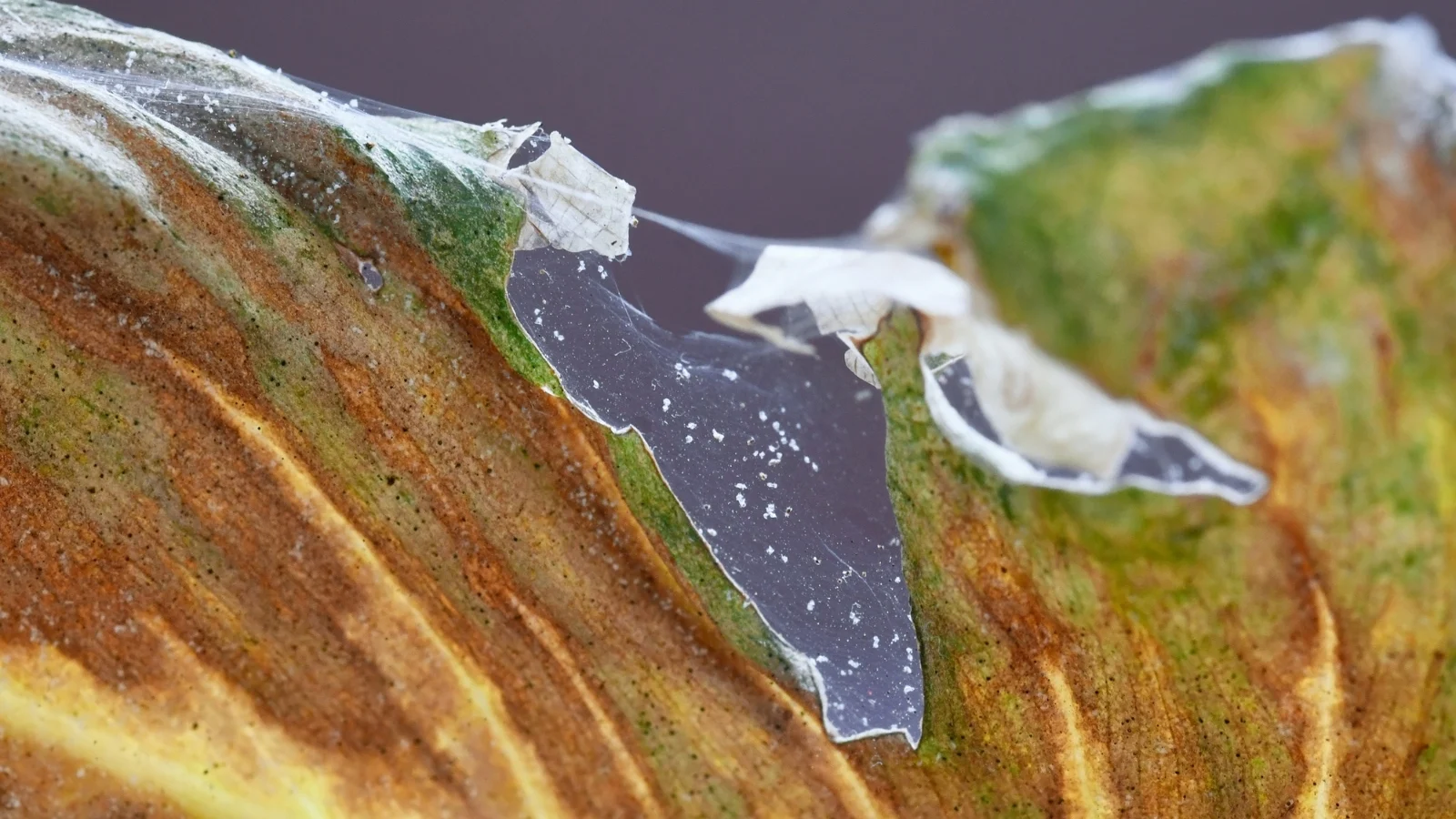 a close-up of a brown stromanthe leaf covered in spider mites and intricate webs.