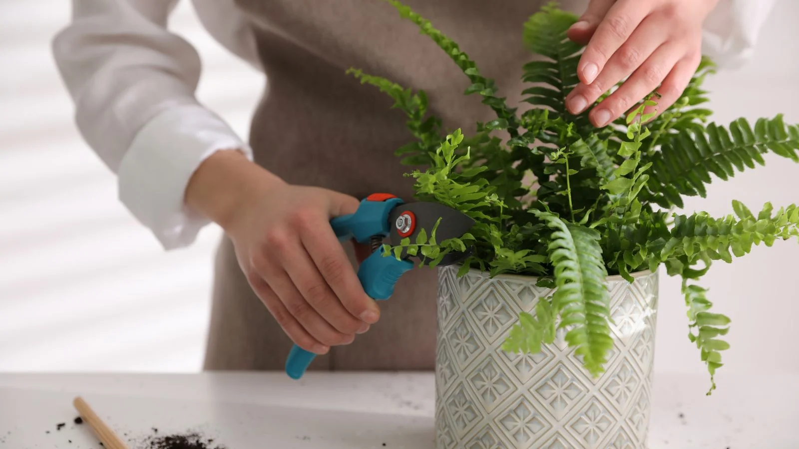 a close-up shot of a person in the process of trimming a potted houseplant, using a blue colored hand pruner, all situated in a well lit area indoors