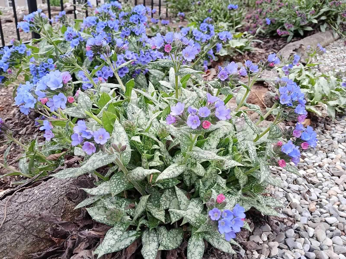 close up of lungwort