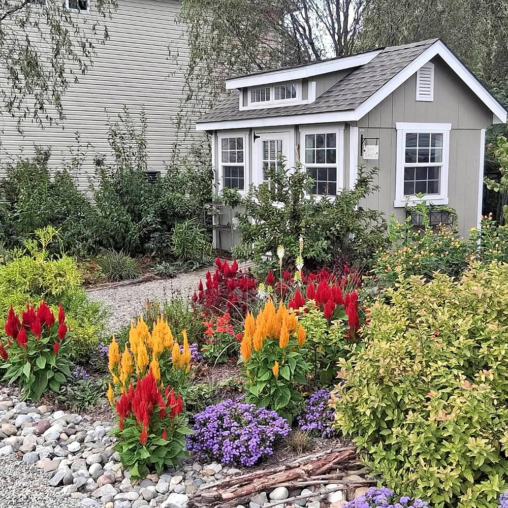 red and orange celosia in front of garden shed