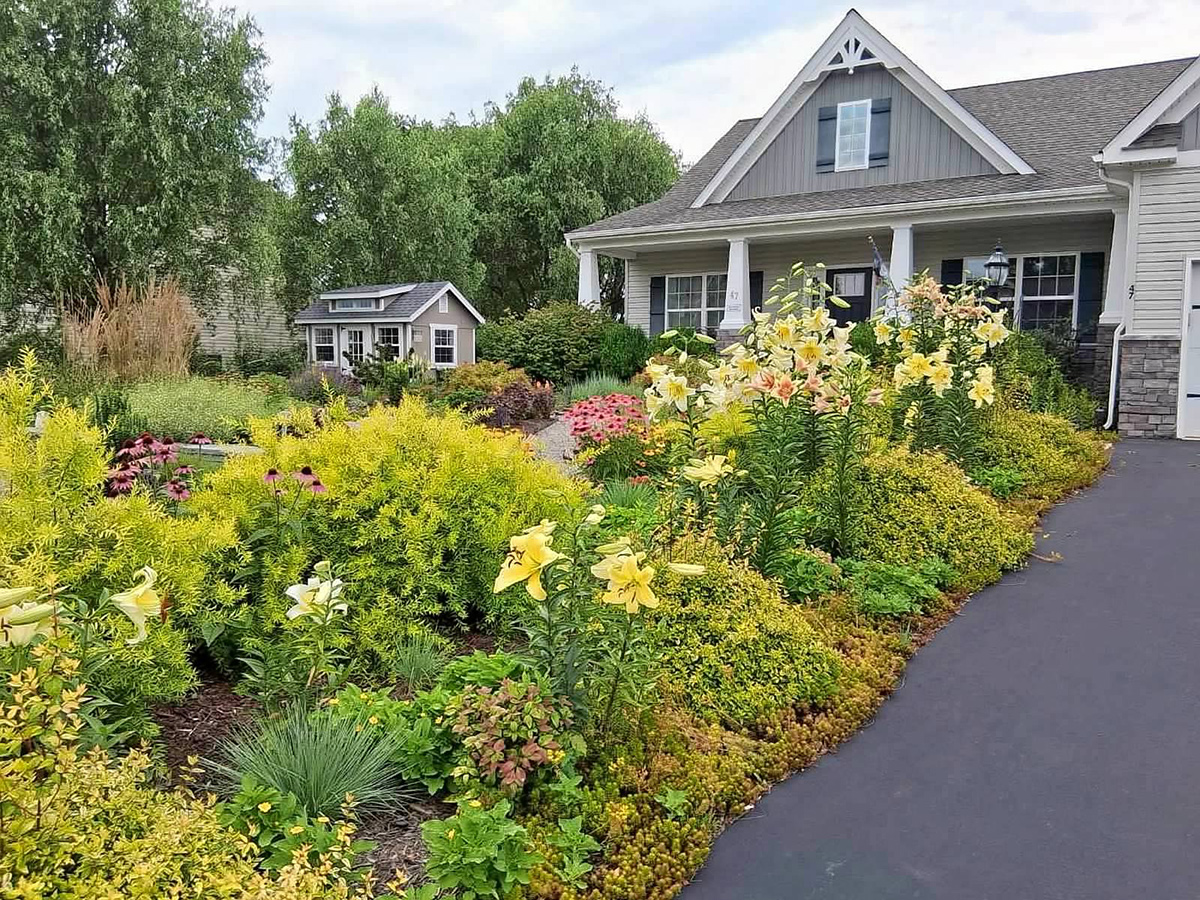 front garden full of yellow flowers