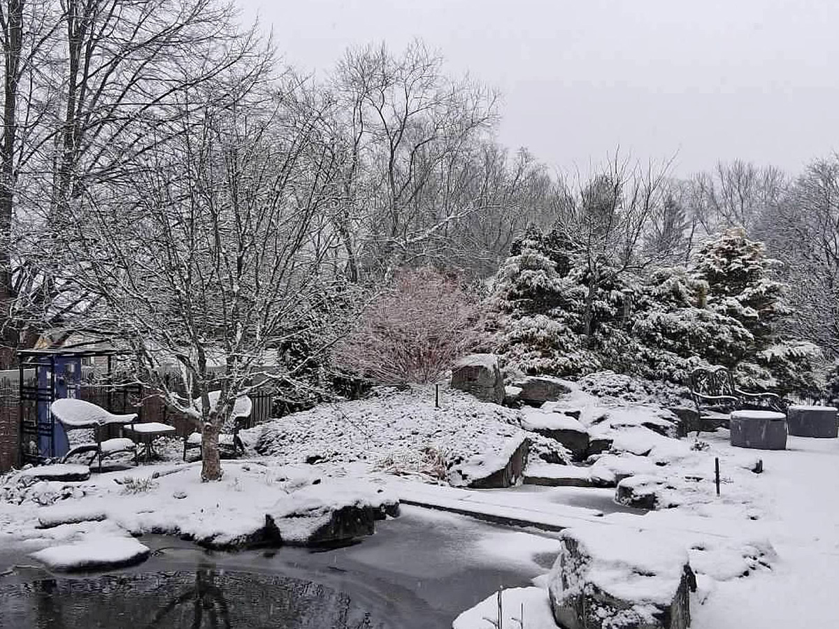 back garden covered in snow