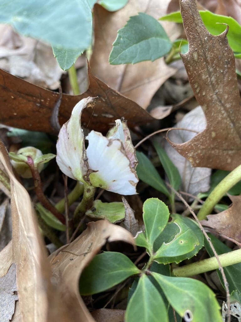 garden bloggers' bloom day - january 2026 - carol j. michel 7 garden bloggers' bloom day - january 2026 - carol j. michel