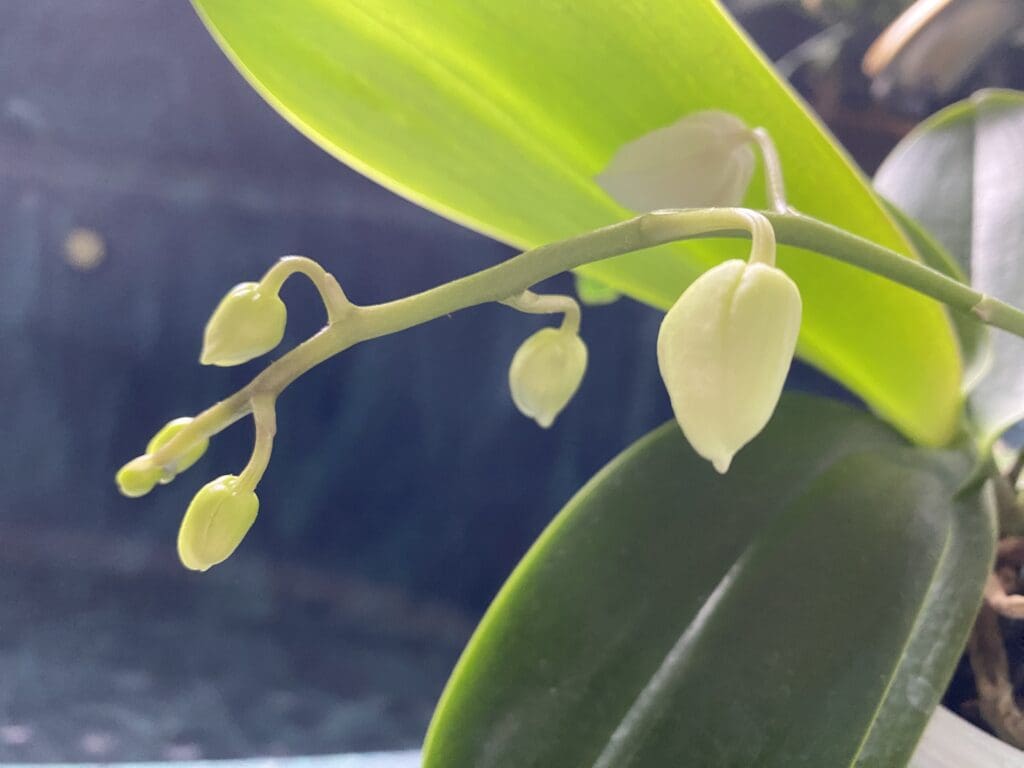 garden bloggers' bloom day - january 2026 - carol j. michel 9 garden bloggers' bloom day - january 2026 - carol j. michel