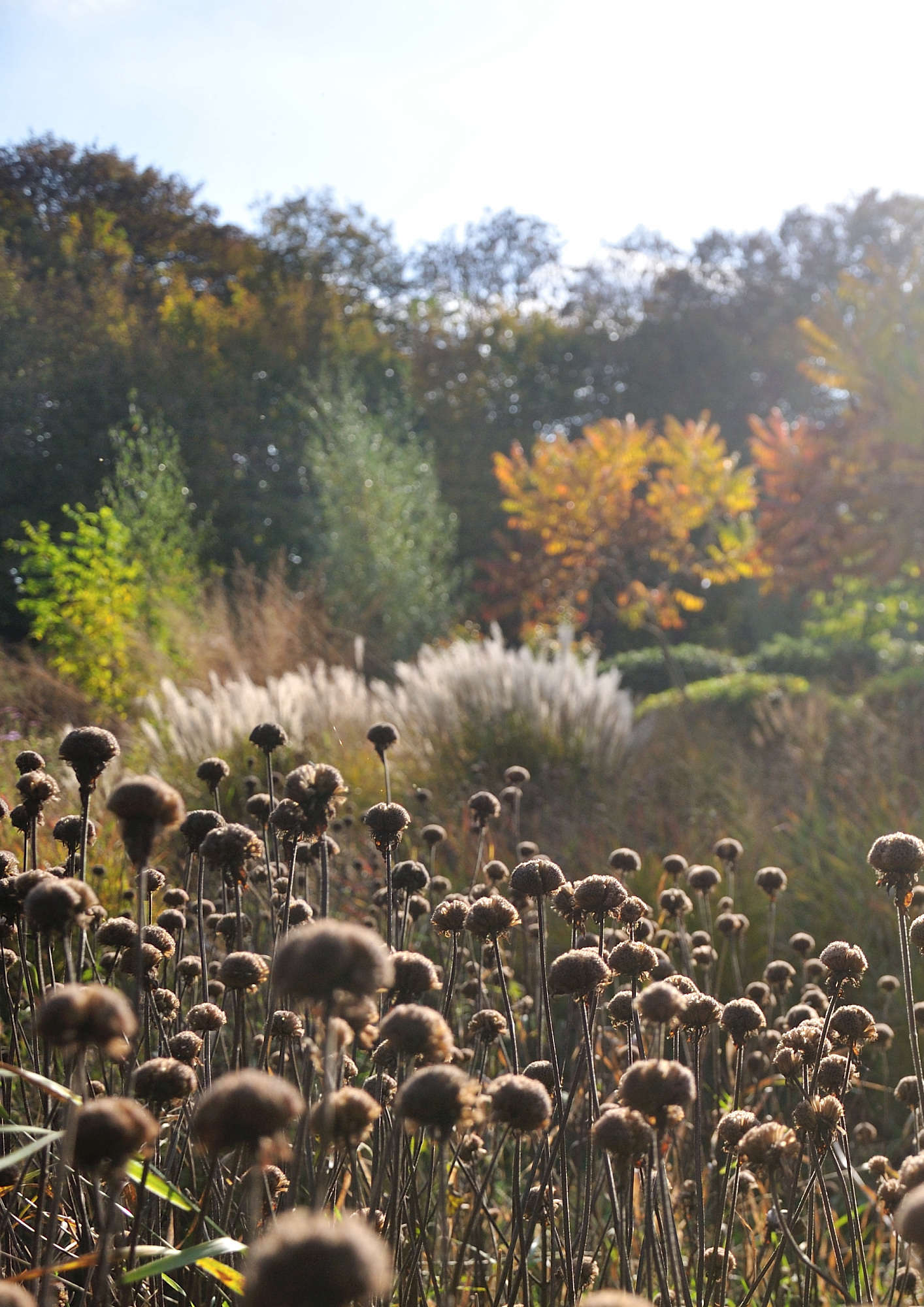 like spectators at the ballet, crowds of monarda ‘croftway pink’ seedheads watch a changing fall landscape.