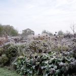 Expert Advice: 9 Tips for a Moody Winter Garden Expert Advice: 9 Tips for a Moody Winter Garden