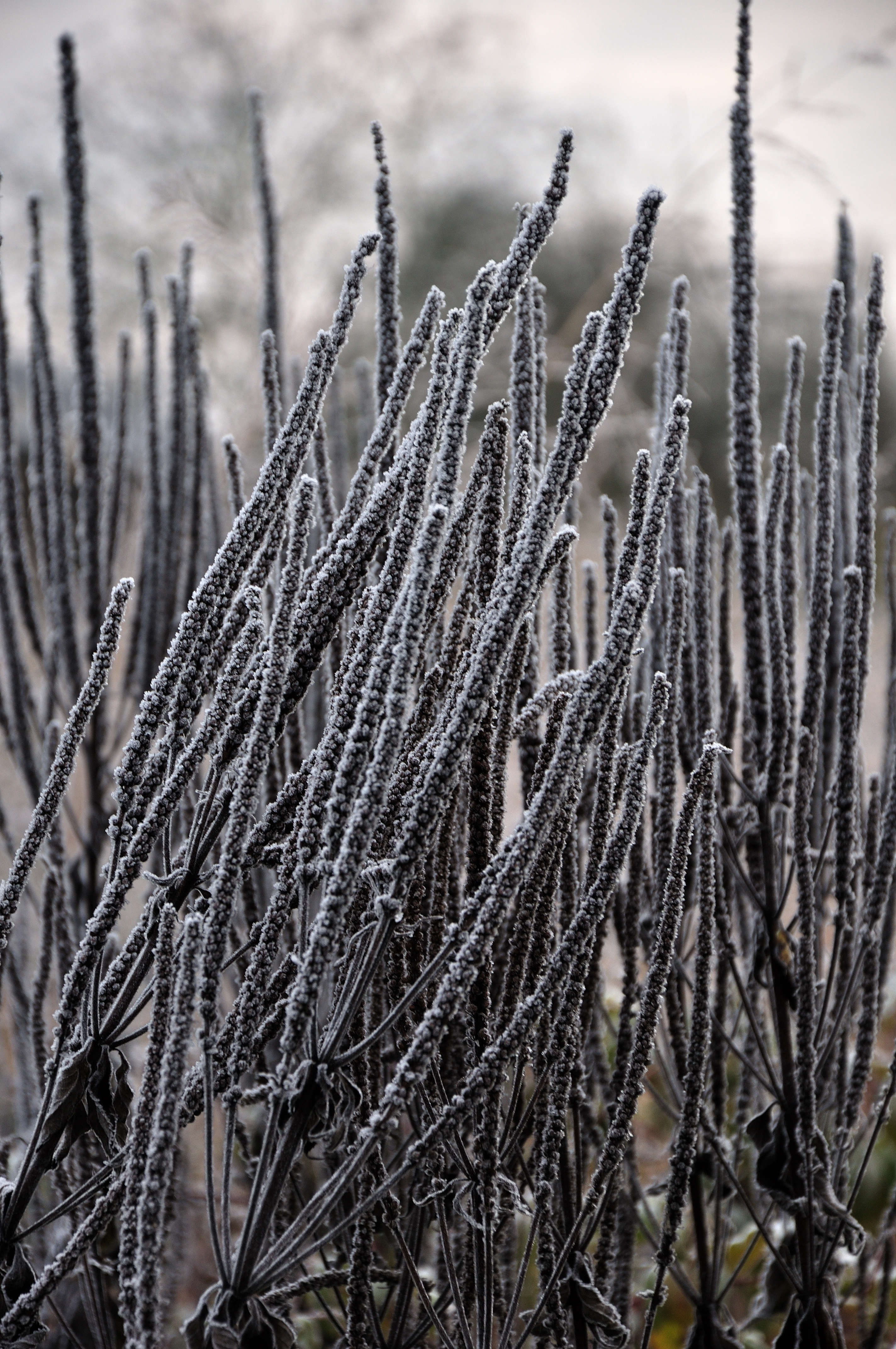 another sculptural favorite: veronicastrum ‘pink spike.’