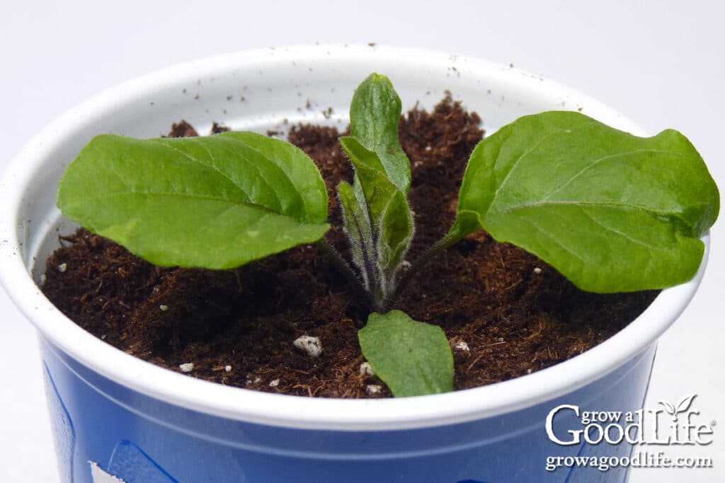 close-up of a young eggplant seedling growing under indoor grow lights.