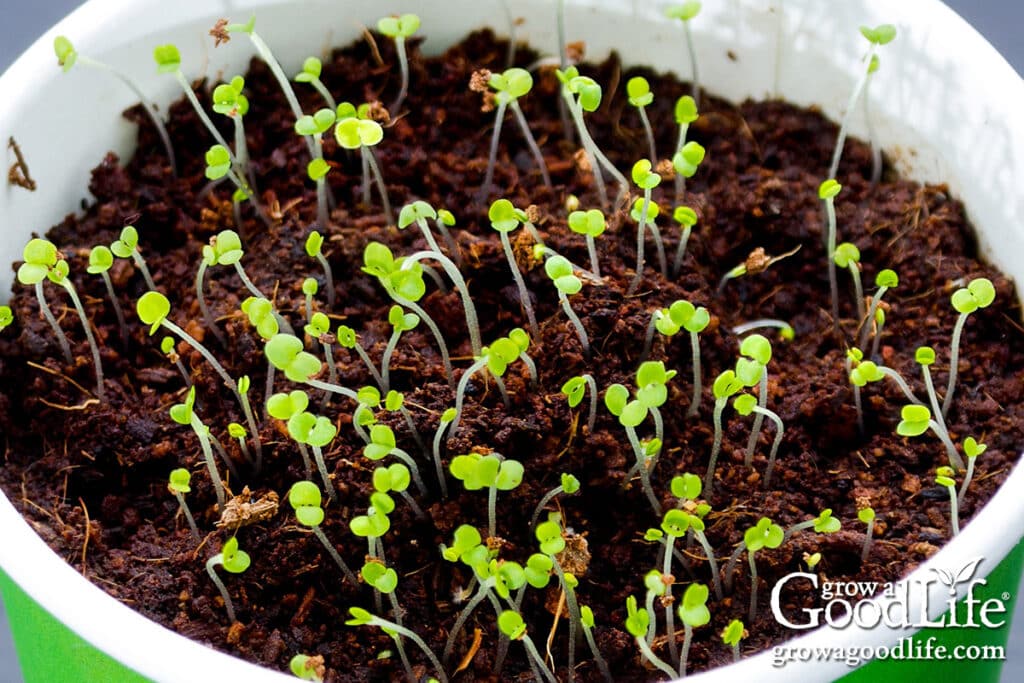 thyme seeds germinating in a green solo cup filled with seed starting mix.