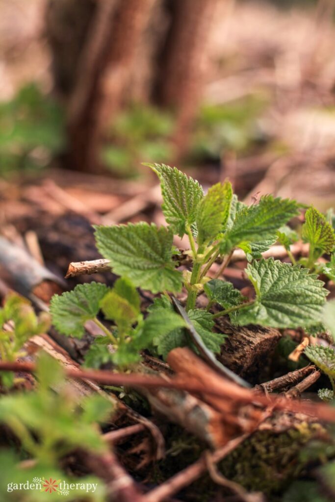 nettle plant for planting by the signs for aries