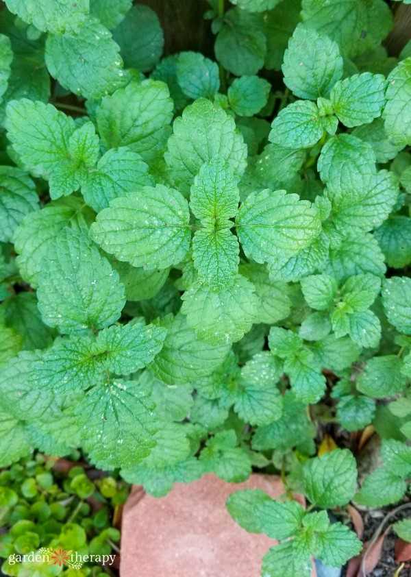 lemon balm is a zodiac plant for pisces