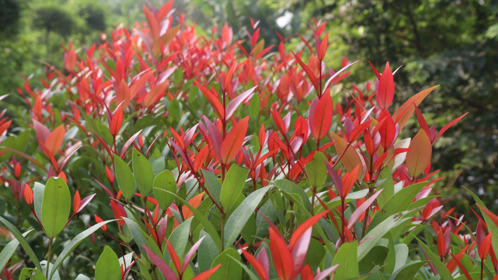 a close-up shot of a small composition of foliage of the swamp dog laurel, showcasing red leaves on slender stems, all situated in a well lit area outdoors