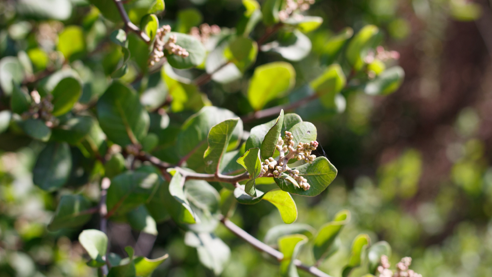 a close-up shot of light green colored leaves of the evergreen sumac, showcasing its bush like growth habit, all situated in a well lit area outdoors