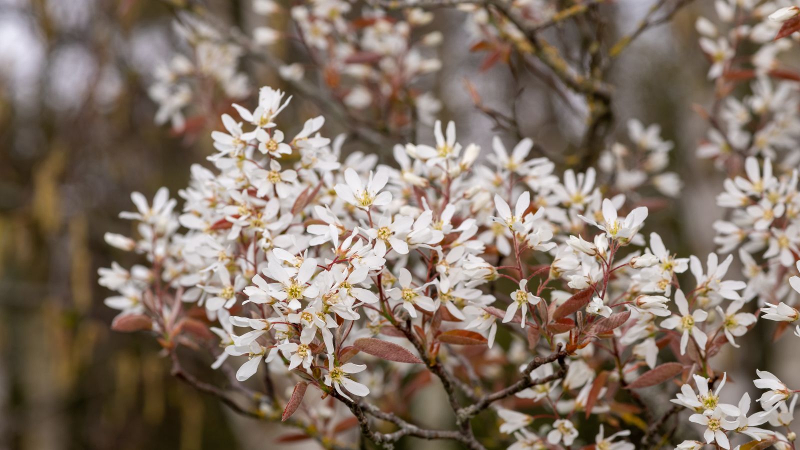 a close-up shot of a large composition of white colored flowers and red leaves on branches of the allegheny serviceberry, all situated in a well lit area outdoors