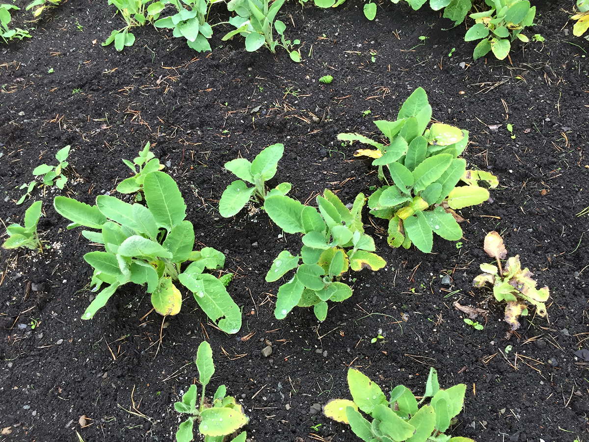 himalayan blue poppy nursery plants
