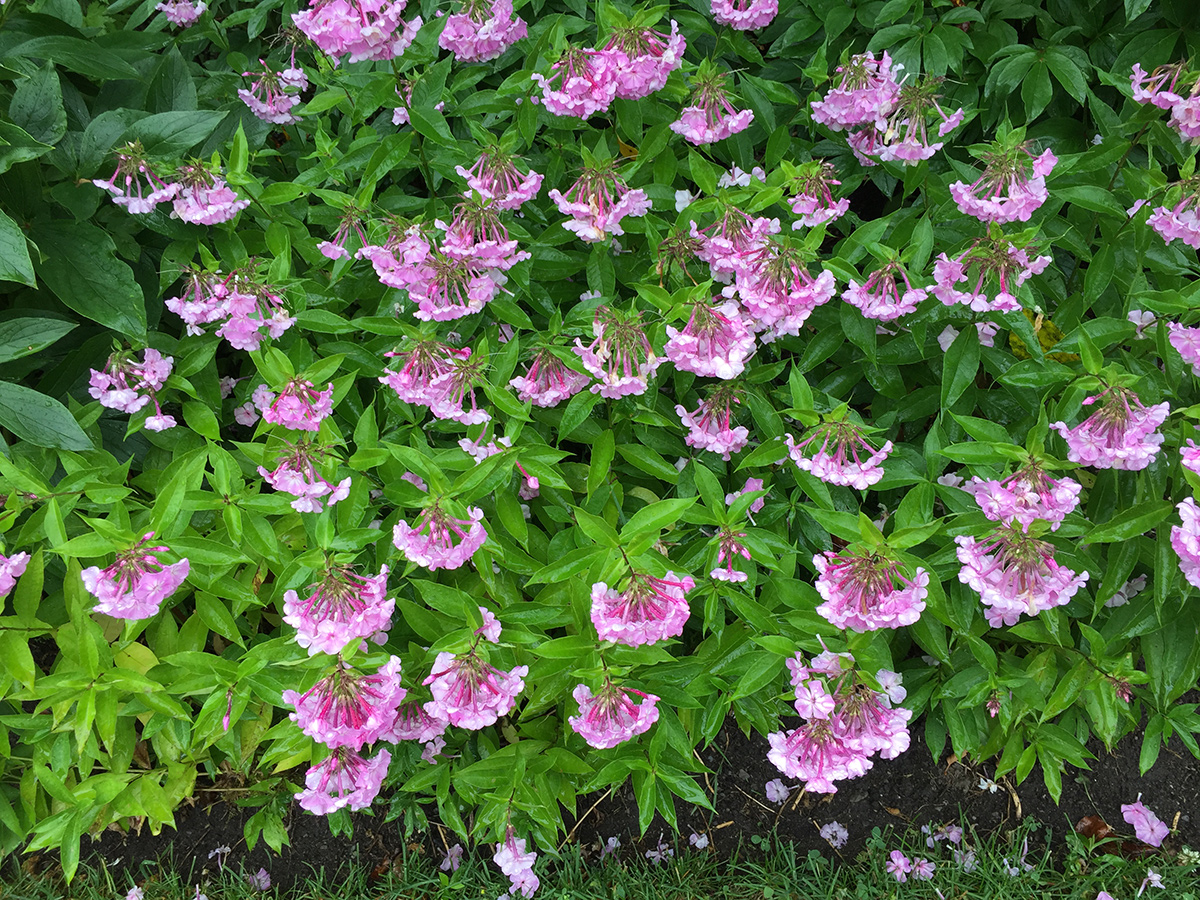 large planting of virginia bluebells before they turn blue