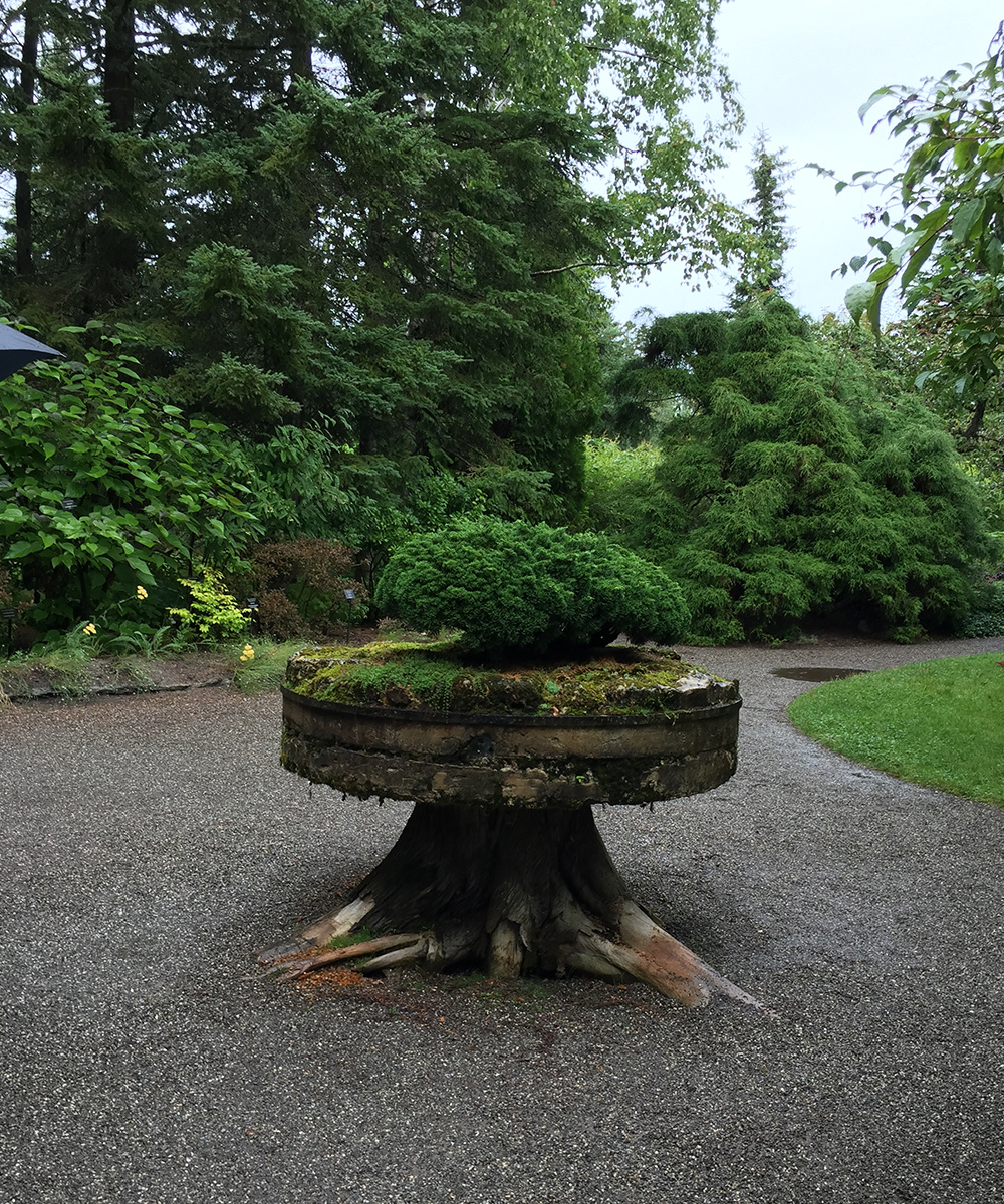bonsai conifer on tree stump
