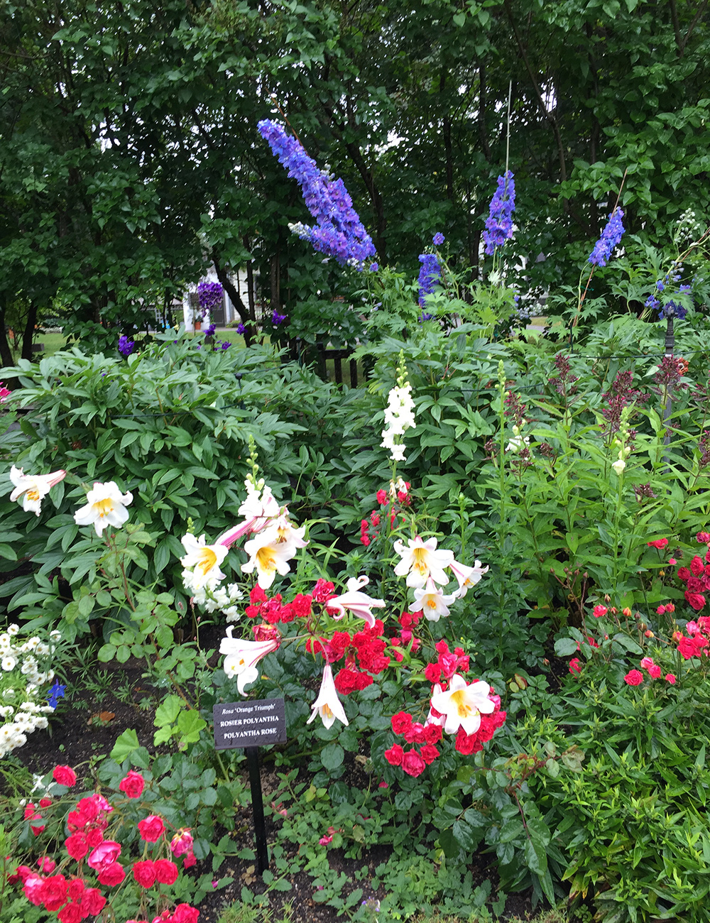 border garden with blue, red and white flowers