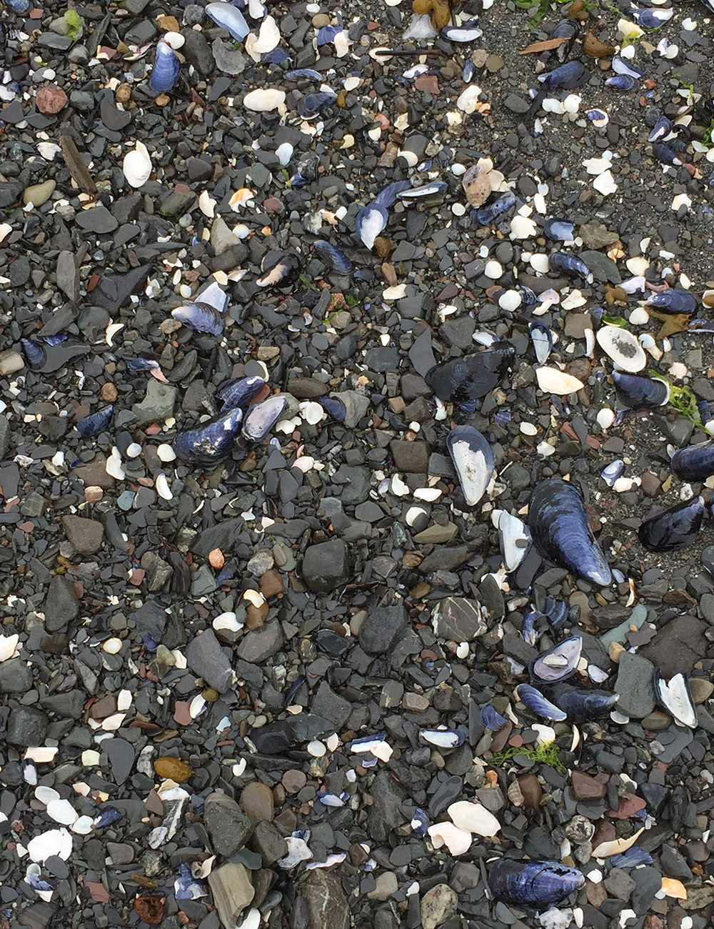 mussel shells in gravel path