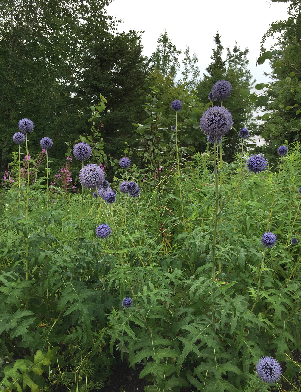 blue globe thistle