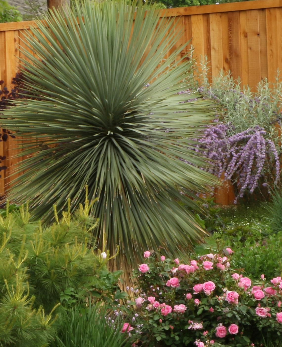 yucca rostrata in michael barbour garden