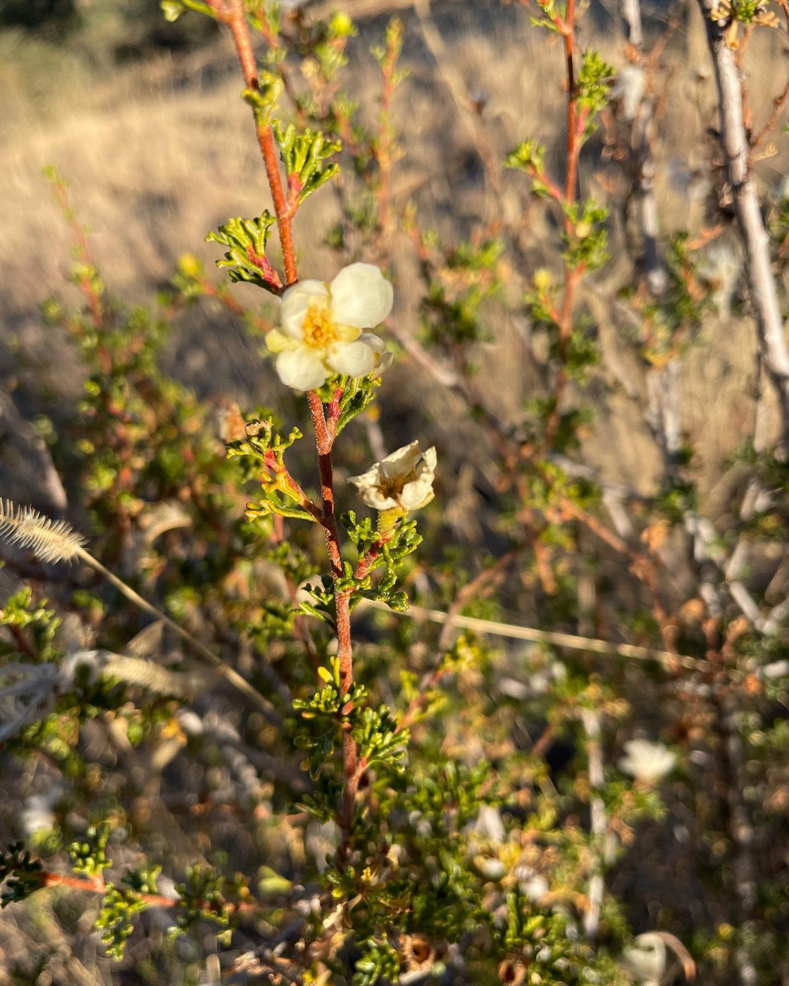 cliff rose purshia stansburiana courtesy of susan calhoun