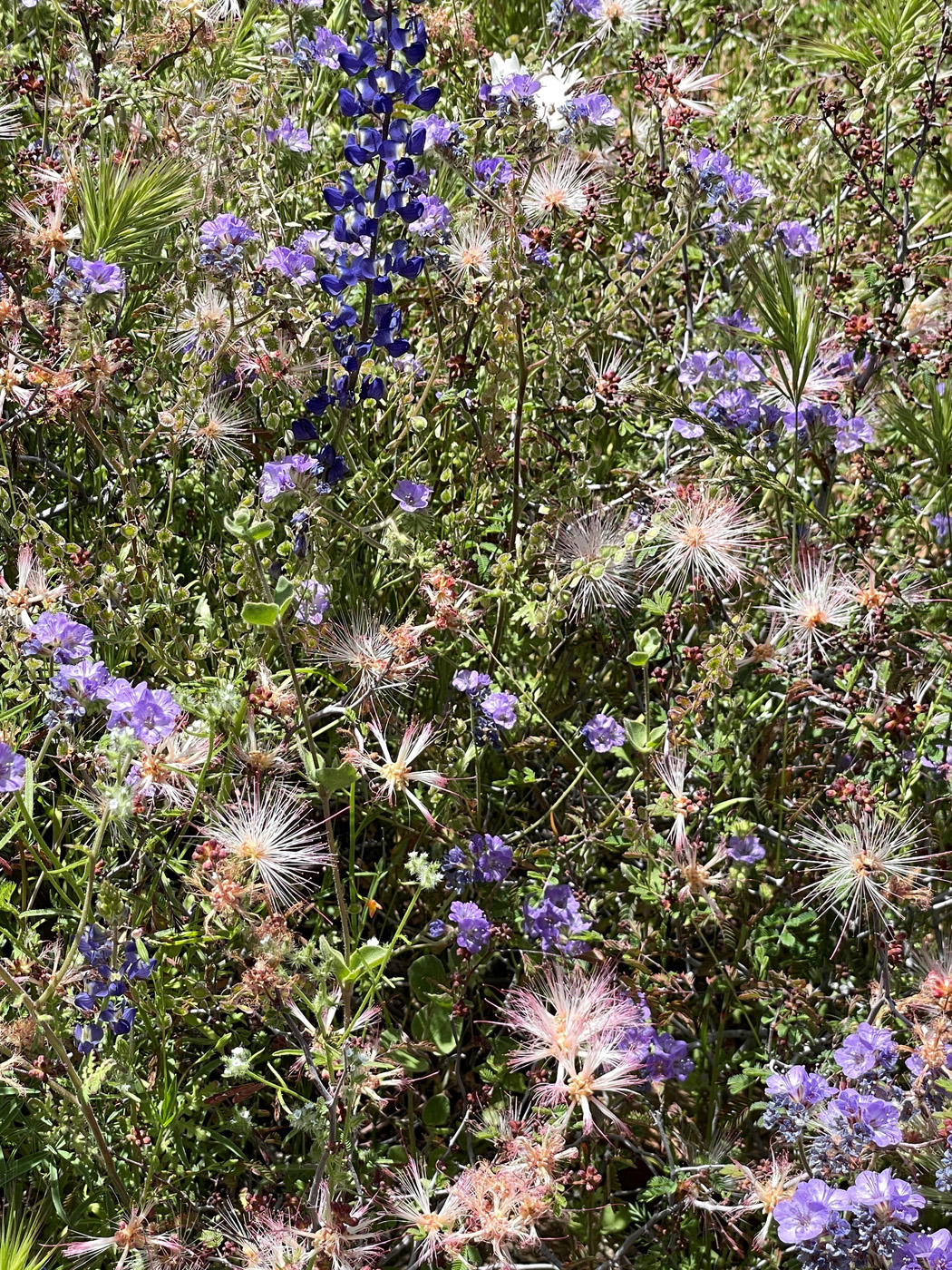 apache plume_ fallugia paradoxa courtesy of susan calhoun