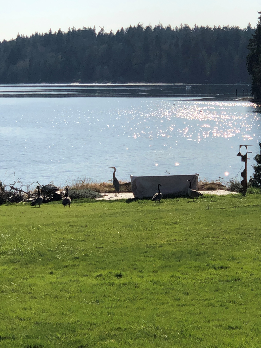 future gravel garden location for susan calhoun