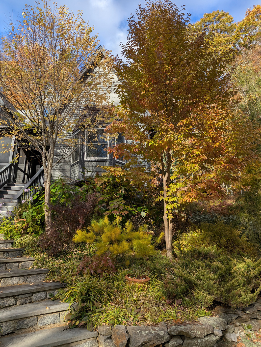 overgrown trees in front of house