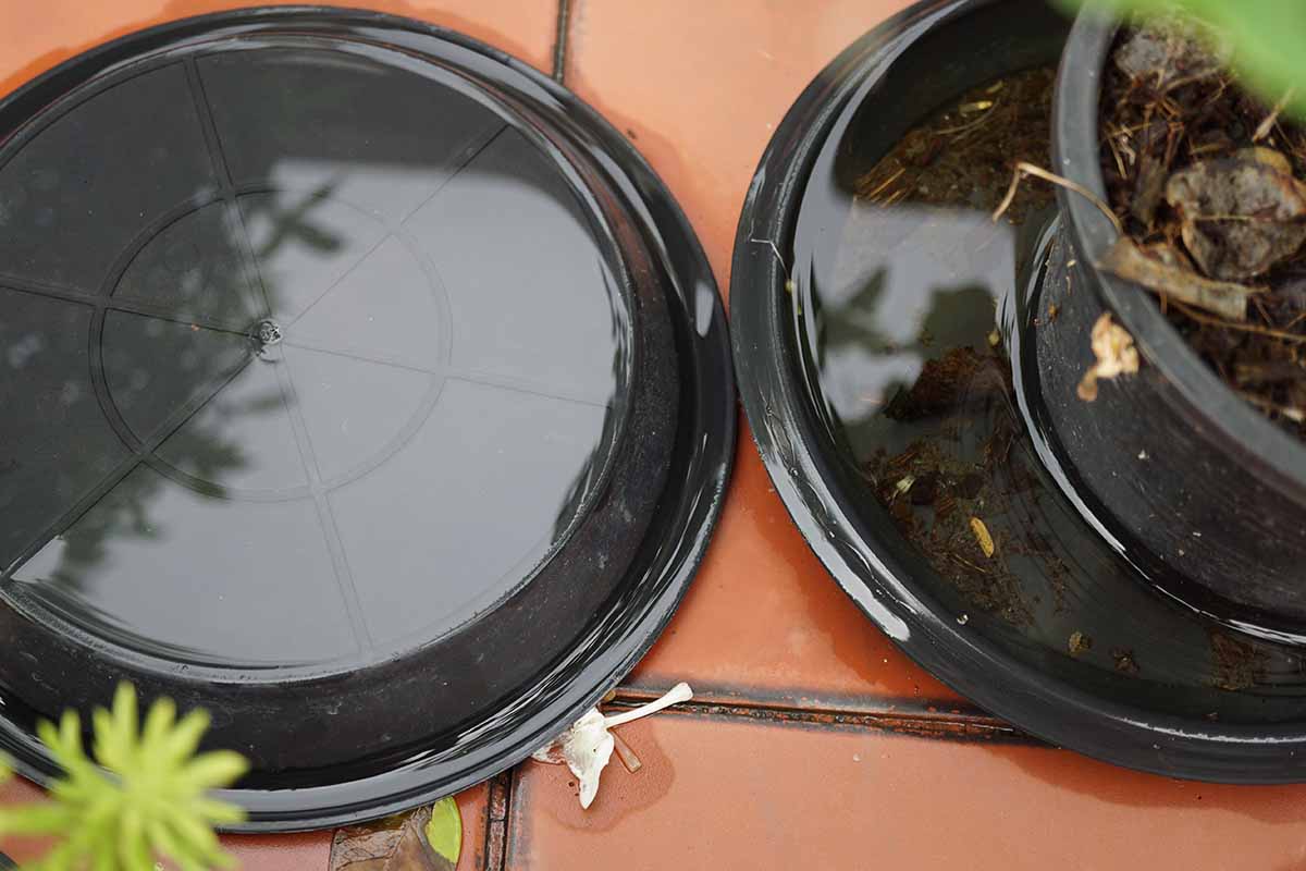 a close up horizontal image of. houseplant in a black plastic pot set in a saucer on a terra cotta tiled surface.