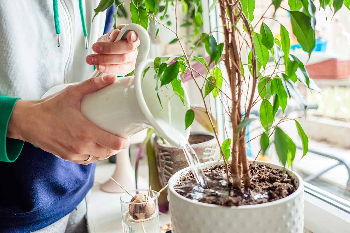 a close up horizontal image of two hands from the left of the frame hydrating a houseplant set on a windowsill.