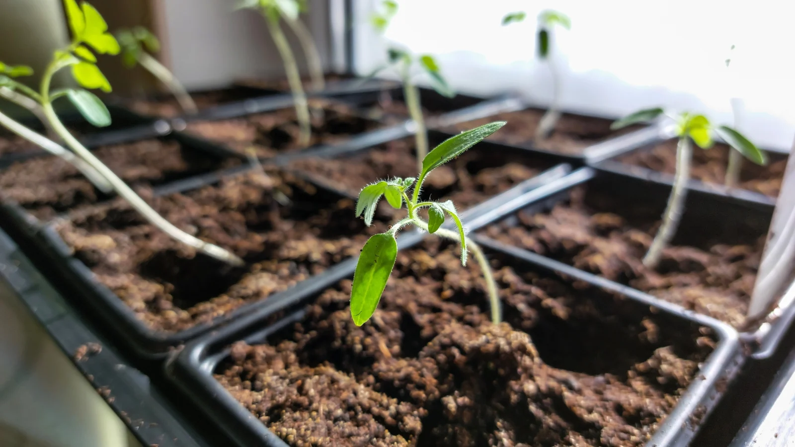 close-up of young sprouted seedlings in a starter tray near a bright windowsill.