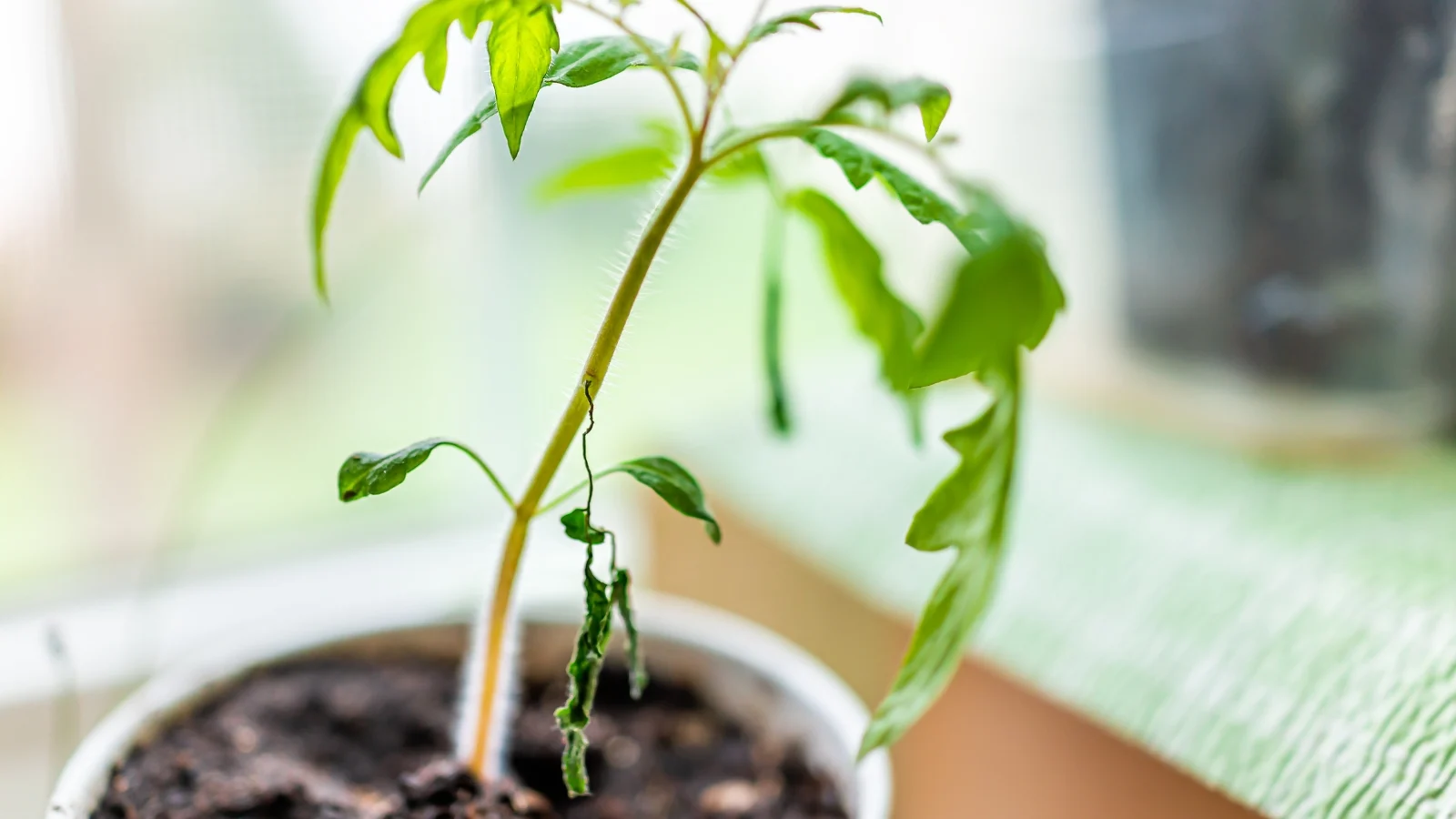 a small tomato plant sits in a pot, thriving indoors under soft, filtered sunlight.