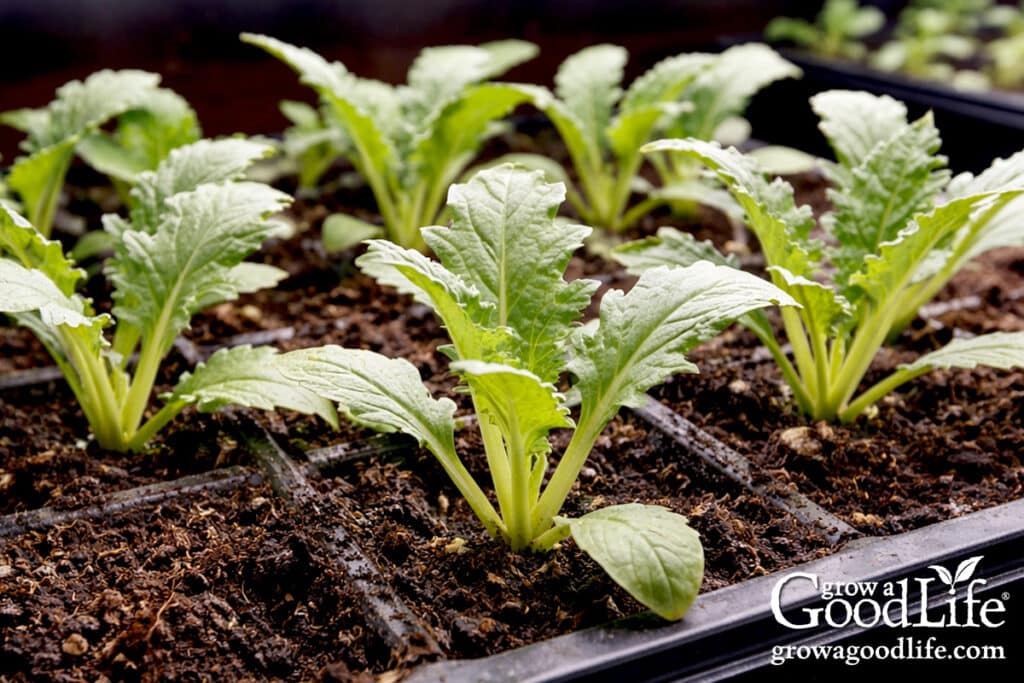 seeds to start indoors 8–10 weeks before your last frost 12 artichoke seedlings growing in a tray under grow lights indoors.