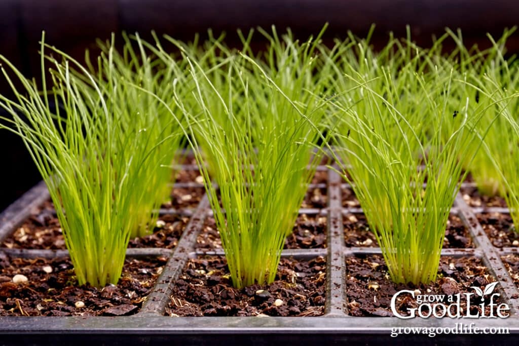 seeds to start indoors 8–10 weeks before your last frost 13 clumps of chive seedlings growing in seedling trays under indoor grow lights.